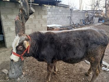 Коровы, быки: Продаю | Бык (самец) | Полукровка, Монбельярд | На откорм | Привязанные — 5