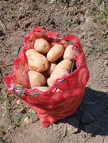 ош кийимдер: Картошка Джелли, Дүң — 1