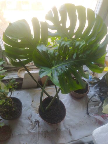 грузди грибы: Монстера