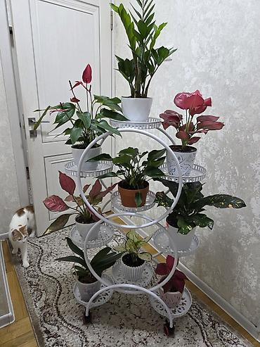 этажарка: Полка, этажерка для цветов, Новый, Железо, Самовывоз — 6