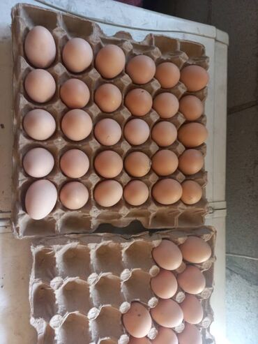 Куры, петухи: Продаю | Инкубационные яйца | Брама | Для разведения