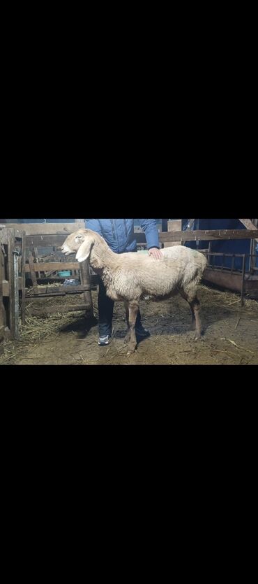 Бараны, овцы: Продаю | Овца (самка) | Арашан | Для разведения | Ярка — 13