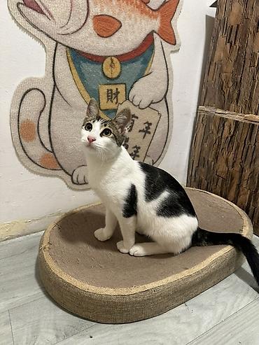 Erkək, Yaxşı əllərə, Ünvandan götürmə, Pulsuz çatdırılma