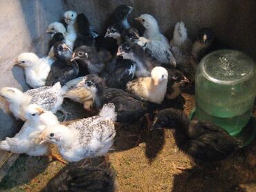 бойцовые птицы: Месячные цыплята разных пород. Вакцинированные. 140 шт