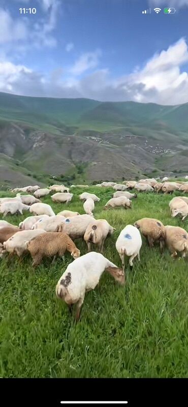Toyuqlar: : Qoyun sürüsü
Alram 100 qoyunan 1000 başa kim