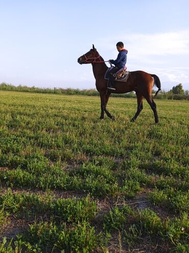 конный спорт бишкек цены в Кыргызстан | Услуги: Продаю | Жеребец | Полукровка | Конный спорт