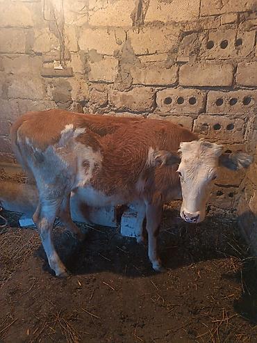 at sudu satisi: 2dene dişi dana tövlede quru otla beslenib — 4
