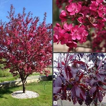 Клён: Продаю разное декоративный дерево .(Viburnum opulus) – для живых — 13