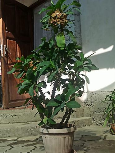 🌿✨ ПРОДАЮ КОМНАТНЫЕ ЦВЕТЫ ✨🌿 Украсьте свой дом красивыми и ухоженными at lalafo.kg 🌿✨ ПРОДАЮ КОМНАТНЫЕ ЦВЕТЫ ✨🌿 Украсьте свой дом красивыми и ухоженными