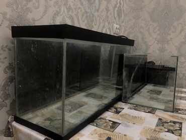 песок для кошек: Продается аквариум с черными рамками большой на 56литров СРОЧНО