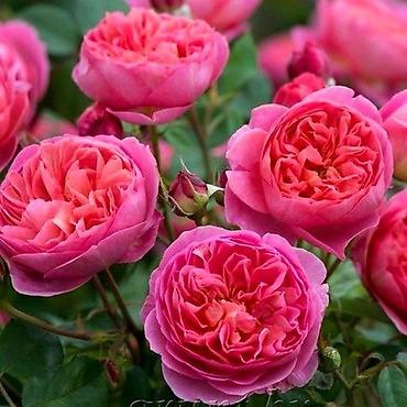 Роза: Садовые розы (кустарниковые/чайно-гибридные, крупноцветковые — 1