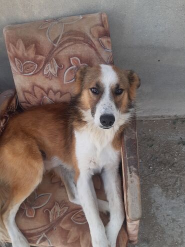 İtlər: KÖÇÜRÜK DEYƏ ÖZ İTLƏRİMDİ ETİBARLİ ƏLLƏRƏ VERİLİR SİYƏZƏNDƏN — 19