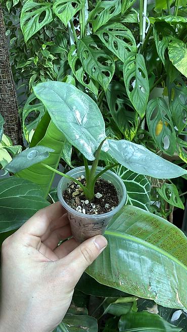 Монстеры: Детки Алоказии Полли по 200 Монстера адансони вариегатная (Monstera — 4