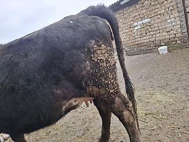 Коровы, быки: Продаю | Корова (самка), Тёлка — 2