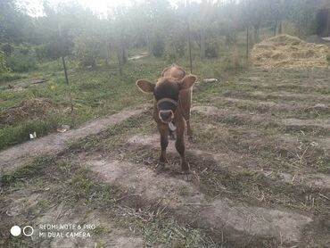 швиц бука: Еркек музоо сатылат