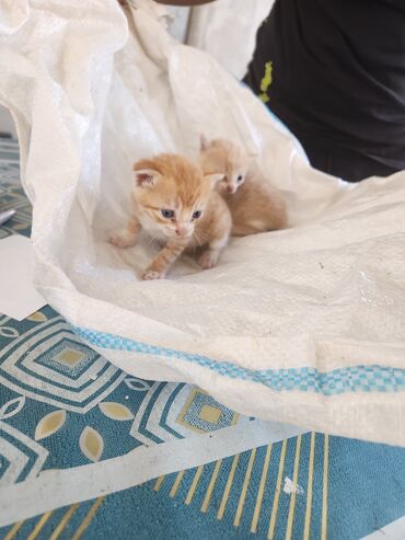 Pişiklər: Dişi, Erkək, Yaxşı əllərə, Ünvandan götürmə, Pulsuz çatdırılma — 2