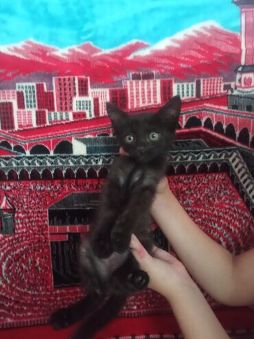кошка каракал: 2 месяца, Мальчик, Приучена к лотку
