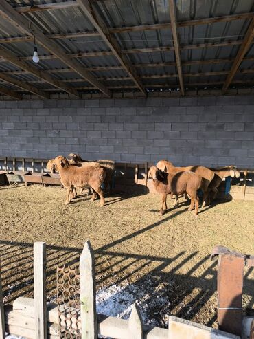 Бараны, овцы: Продаю | Овца (самка), Ягненок | Арашан | Для разведения | Ярка — 11