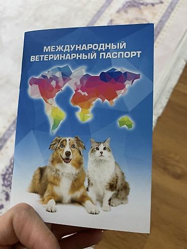 отдам собаку в хорошие руки бишкек: Шотландская кошка (окрас серебристый шиншилла) - Порода: шотландская — 2