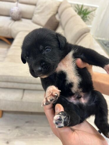 İtlər: Kane-Korso, Cütləşmə üçün, Ünvandan götürmə -da lalafo.az — 9 İtlər: Kane-Korso, Cütləşmə üçün, Ünvandan götürmə — 9