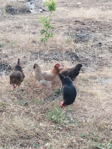 Toyuqlar: Toyuq, Australorp, Yumurtalıq, Ünvandan götürmə