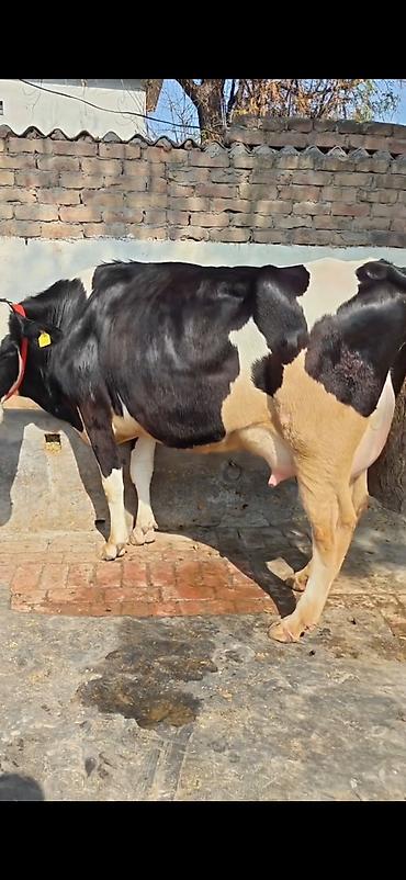 Inəklər, öküzlər: Holşteyn (qara-ağ) inək – buzovla birlikdə - Cins: Holşteyn, qara-ağ -da lalafo.az — 10 Inəklər, öküzlər: Holşteyn (qara-ağ) inək – buzovla birlikdə - Cins: Holşteyn, qara-ağ — 10