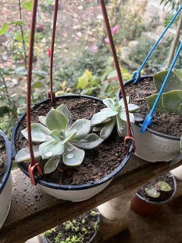 Otaq bitkiləri: Her biri ucuz kimete Gencededi catirma var size yaxin yere ancag — 62