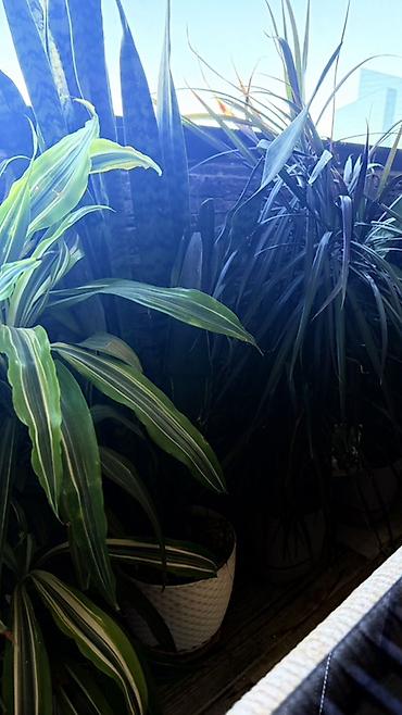 dibcək gul: Böyük ölçülü otaq bitkiləri dəsti 1ededi 80manatdi - Növ: Dracaena — 5