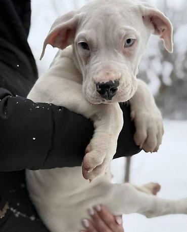 Psi: Na prodaju ZDRAVA ženka dogo argentino, stara 2.5 meseca, redovno — 4