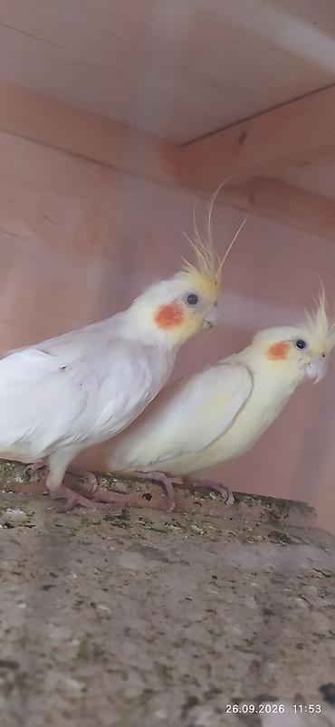 корелла нимфа попугай: Нимфы (кореллы), окрас лютиновый
2 сомца и одна самка — 2