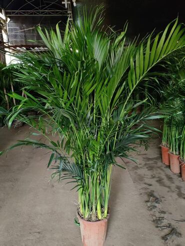 Другие комнатные растения: Предлагаются различные комнатные растения в горшках. В наличии кротоны — 9