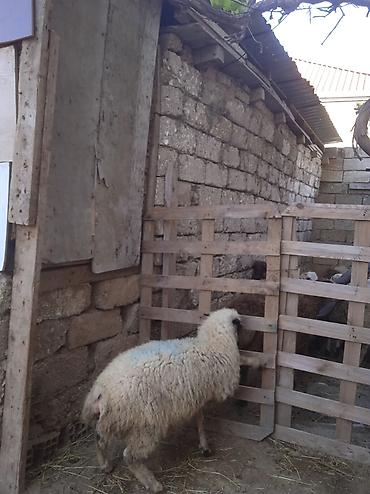 yetim quzu: Qurbanlığa yarayan Erkey quzu 240 manatdi — 4