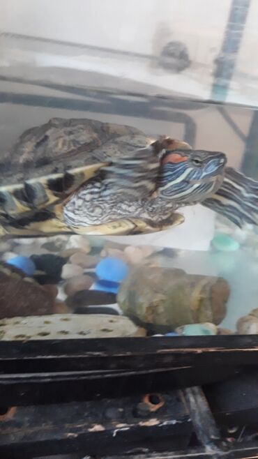 ечки сатам: Продаю красноухую черепаху вместе с аквариумом