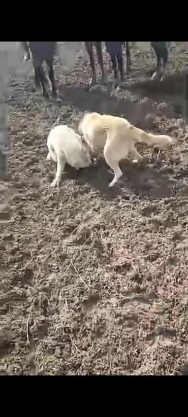 уй сатып алам бишкек: Пастушьи/караульные собаки для охраны стада и двора. Описание: - — 2