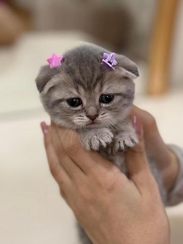 Кошки: Шотландская вислоухая, Платная доставка — 3