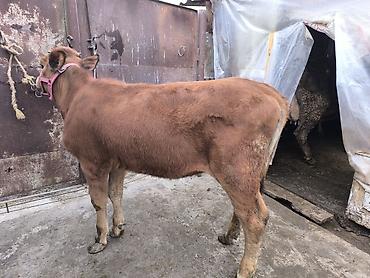 Коровы, быки: Продаю | Тёлка | Для разведения | Привязанные — 9