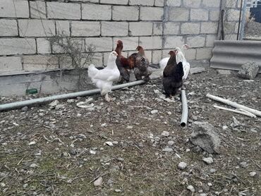 Xoruzlar: Bramalar satılır 3aylıqdılar.Bir ədəd qold xoruz-2qold fərə.bir ağ -da lalafo.az — 1 Xoruzlar: Bramalar satılır 3aylıqdılar.Bir ədəd qold xoruz-2qold fərə.bir ağ — 1