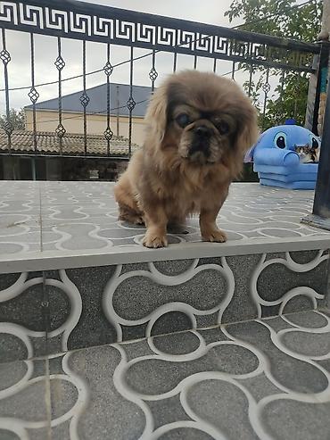mingecevir it: Pekines, Erkək — 8