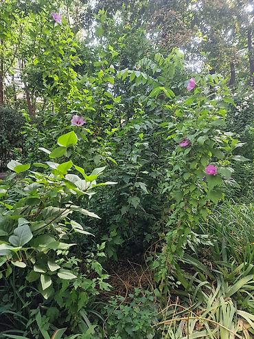 сирийский: Сирийский гибискус (Hibiscus syriacus) — декоративный листопадный — 4