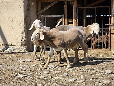 Баран, овца: Продаю | Ягненок, Баран (самец) | Арашан — 2