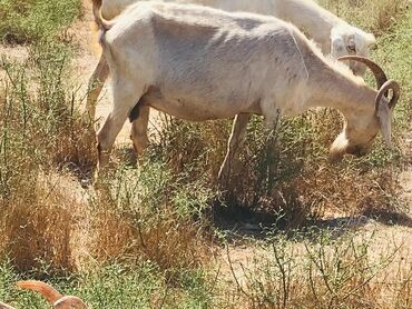 Digər kənd təsərrüfatı heyvanları: Cəmisi 16 sani keçisidir onlardan 6 tısı erkek 10 dişi hal hazırda — 18