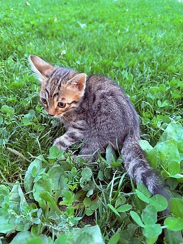 кошки манчкин: Котята от породистых родителей: мама — бенгальская кошка с ярким — 5