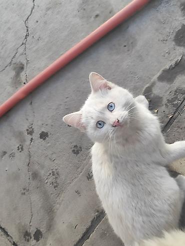 Отдам даром кошку: Кошка даром: Сиамская, 2 месяца, Девочка, Приучена к лотку — 6