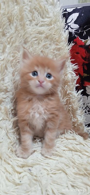 Продажа кошек: Мейн-кун, 1 месяц, Девочка at lalafo.kg — 12 Продажа кошек: Мейн-кун, 1 месяц, Девочка — 12