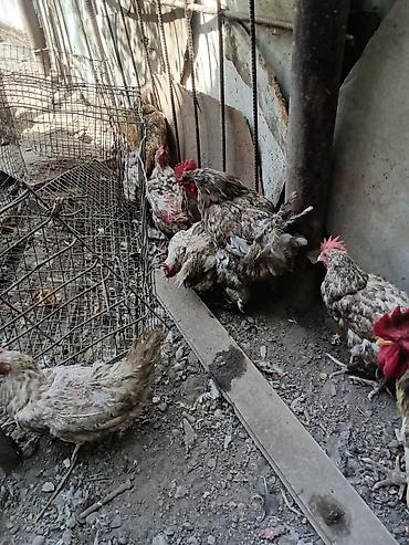 кошки бишкек купить: Петухи полубрама в Сокулуке — 3