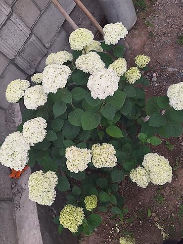 хвойные растения: Саженцы — 1
