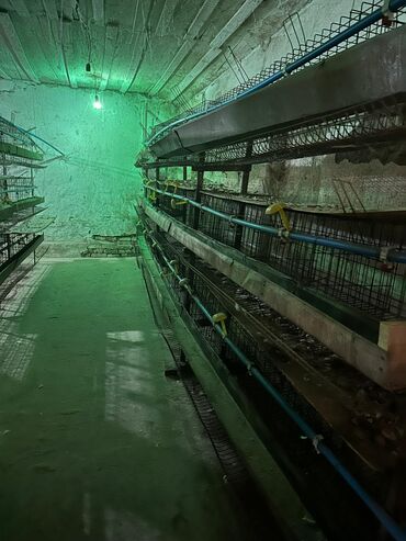 бишкек ит базар: ПРОДАЮТСЯ КУРЫ НЕСУШКИ (150 сом) А ТАКЖЕ КЛЕТКА (от 1000) По всем