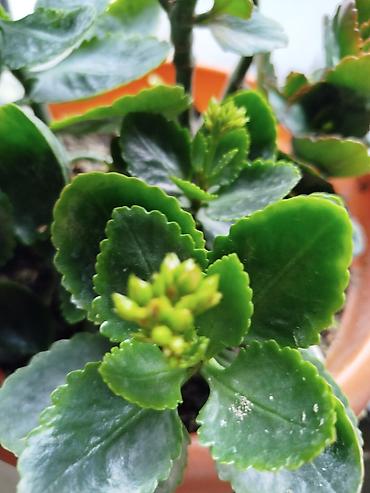 kalanxoe: Kalanxoe (Kalanchoe) saksı bitkisi - Növlərdən biri olan dekorativ — 1