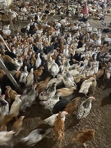 broyler yemi: Təsərrüfat üçün qarışıq yerli cins cücələr - Məhsul: Ətlik/yumurtalıq — 1