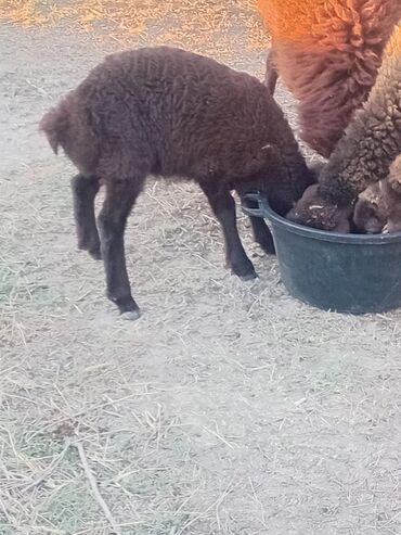 отдам котенка в добрые руки: Qaradonuz-qəhvəyi quzu və ana qoyun - Cins: yerli yağlı quyruq tipli